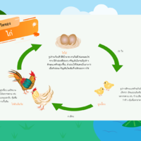 วัฏจักรชีวิตของไก่ พารามิเตอร์รูปภาพ 1